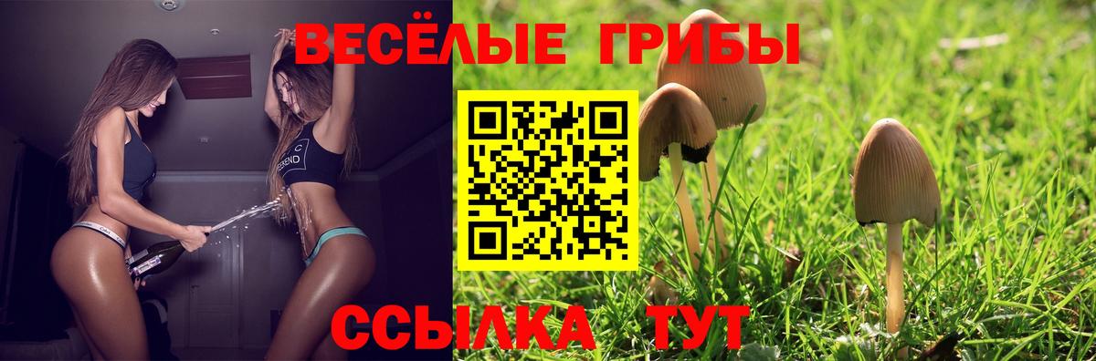 Галлюциногенные грибы Psilocybe  Вход с VPN  цена   Кизилюрт 